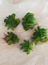 5 Salvinia Natans, Schwimmfarn Büschelfarn Schwimmpflanze Aquarium, Teich