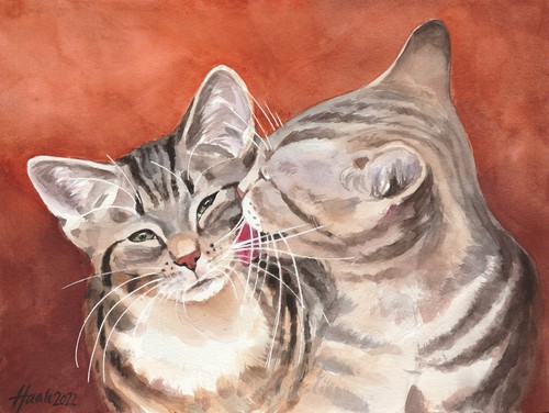 Zwei getigerte katzen - getigerte,