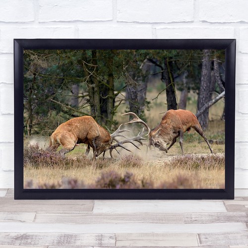 Wilder hirsch reh - wilder,