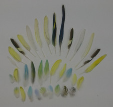 Federn Wellensittich 34x