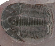Kambrium  Elrathia kingii