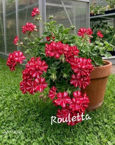 Pelargonie geranie rouletta - pelargonie, "rouletta"