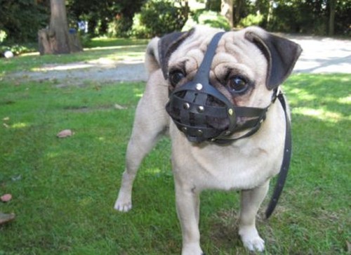Licht leder hund - licht, maulkorb