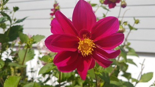 Dahlien mignon 2 - mignon, nr.