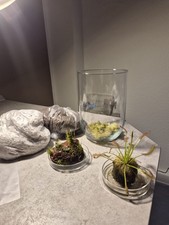 Terrarium DIY Set –