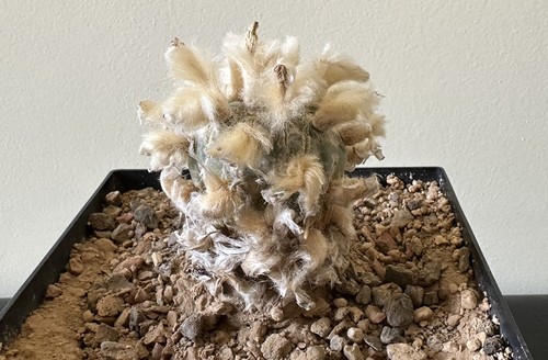 Ariocarpus spez wurzelecht - ariocarpus, spez.,