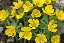 Winterling erster gelber Frühjahrsblüher - 30  Samen