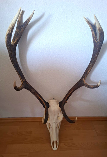 Hirschschädel mit geweih - mit,