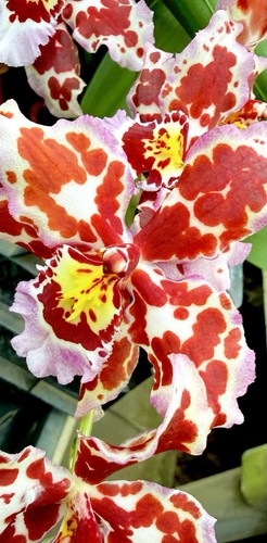 Odontoglossum kobe koi - kobe, drops