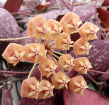 Hoya sigillatis round leaf Ableger 2 8.12