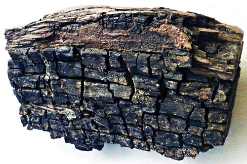 Gagat versteinertes holz - gagat,,