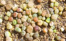 5x  lebende Steine- Lithops -