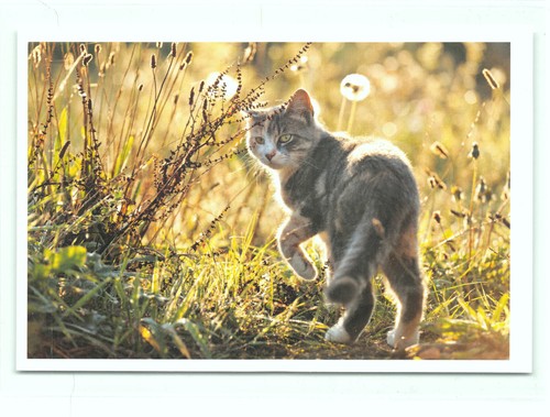 Postkarte katze neu - 1,