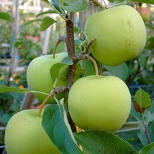 Golden Delicious Winterapfel aromatisch Apfelbaum Buschbaum Halbstamm Hochstamm