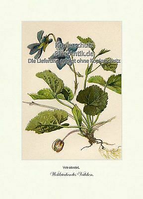 Wohlriechendes veilchen - wohlriechendes,