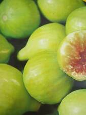 Ficus carica 'Jannot' - gelbe Frucht Feige  -18°C Pflanze 70-100cm Feigenbaum