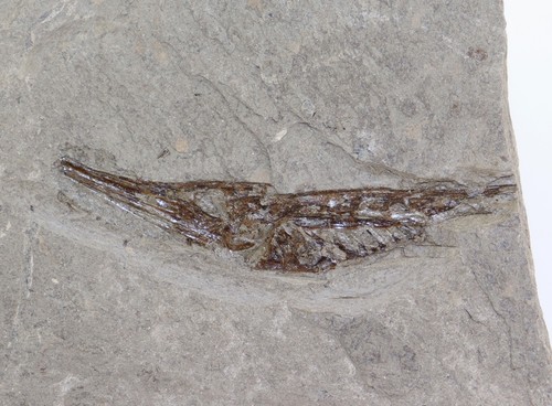 Fisch aeoliscus heinrichi - fisch,,