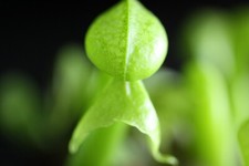 Fleischfressende Pflanze, Darlingtonia californica, Kobralilie, Rarität.