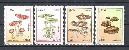 Pilze mushrooms algerien - pilze,,