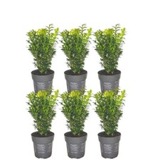 Buchsbaum (Buxus sempervirens)