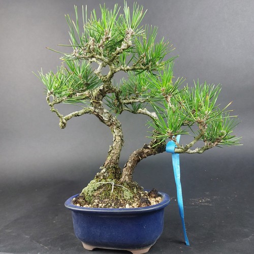 Bonsai schwarzkiefer pinus - bonsai-schwarzkiefer,,
