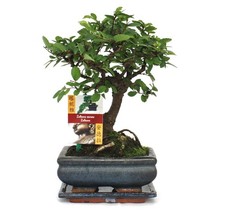 Exotenherz -Bonsai Chinesische