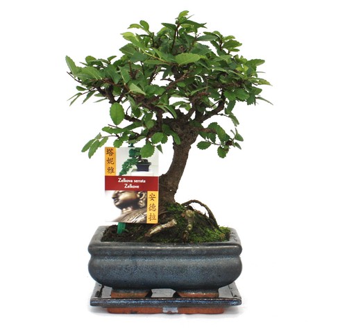 Exotenherz bonsai chinesische - exotenherz,