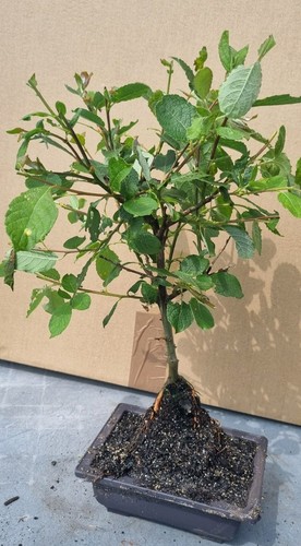 Bonsai weide salix in - ,,