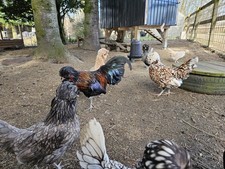 Bruteier Zwerg Paduaner