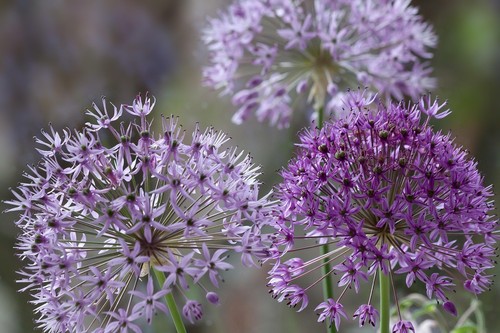 Winterhart lila mix allium - lila-mix,