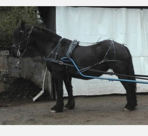 Fahrgeschirr warmblut - fahrgeschirr,