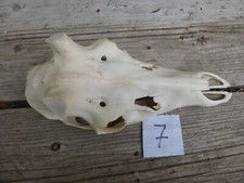 echter Rothirschschädel / Abwurfstangen / Basteln 7