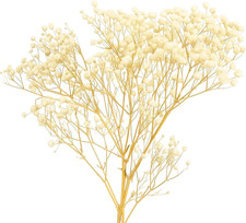 Getrocknete Trockenblumen 100