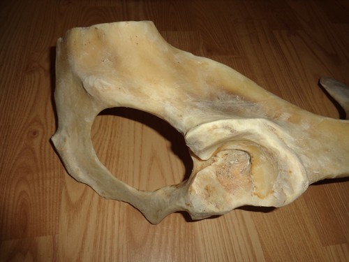 Unbestimmter großer knochen - großer,