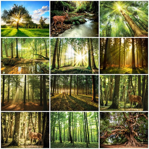 Tapete wald fototapete - wald,