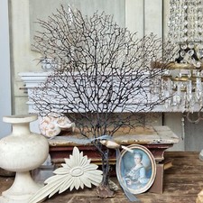 Große schwarze Koralle