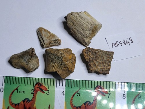 Dinosaurier schildkröte - &,