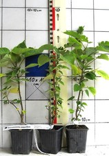 Broussonetia papyrifera  /