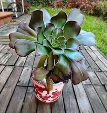 Aeonium arboreum v