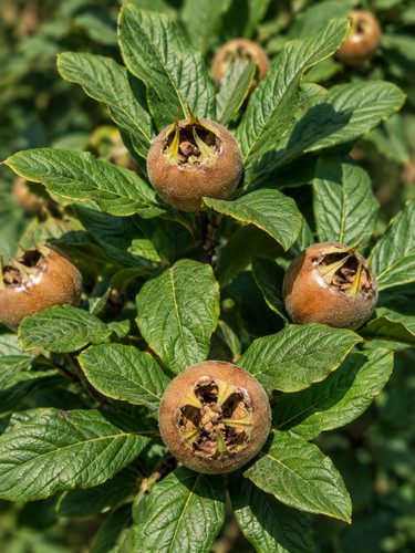 Mespilus germanica samen - germanica,,