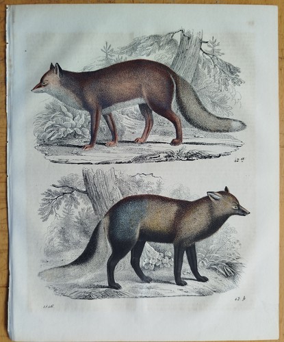 Fuchs buch der - fuchs,