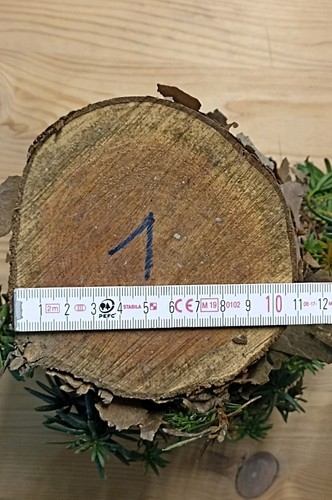 Eibe eibenholz stammabschnitt - eibenholz,