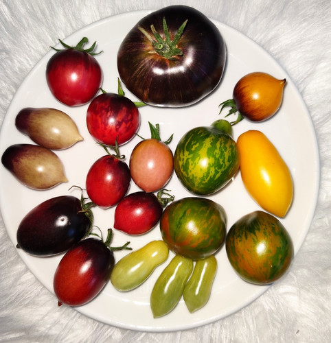 Tomatensamen tomaten saatgut - tomatensamen,