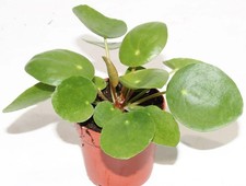 Pilea peperomioides