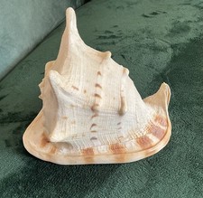 Große Muschel Helm Cassis