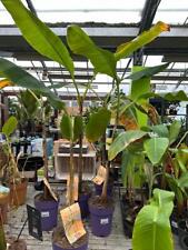 Rote Tiger-Banane Musa sikkimensis Red Tiger 120–160cm winterhart Bananenpalme