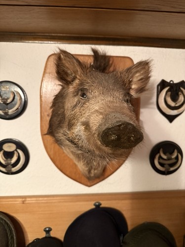 Wildschweinkopf tierpräparat - wildschweinkopf,