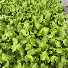 Batavia-Salat grün