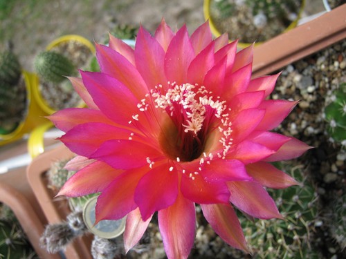 Trichocereus,Echinopsis,Hybrid