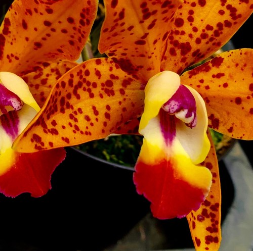 Cattleya sundown spots new - cattleya,